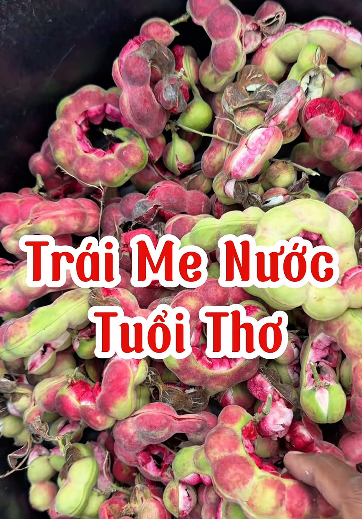 Trái Me Keo ( Me Nước ) tuổi thơ của rất là nhiều người . 