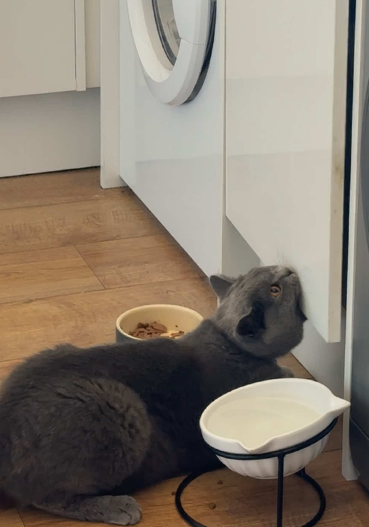 Does anyone else’s extremely greedy cat open the treat cupboard themselves🤣🙃 #cattok #catsoftiktok #kittensoftiktok #fyp #cat 