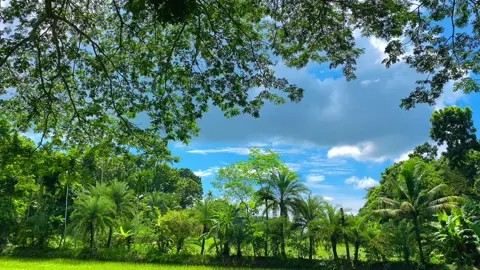 এই গাছের নিচে দাড়ালেই বাতাসের আলতো ছোয়া মন টাকে শীতল করে দেই 🤗🌿✨ #প্রকৃতি #sky #unfrezzmyaccount #foryoupageofficiall #viral_video_tiktok @💫 ই ম রা ন 💥 