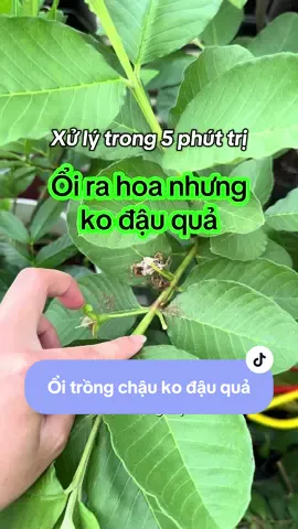 Cách xử lý đơn giản nếu cây ổi nhà bạn ra hoa mà ko đậu quả, hoa rụng #onhatrongcay #jfy #chiasekinhnghiem #vuonsanthuong #trongoi 