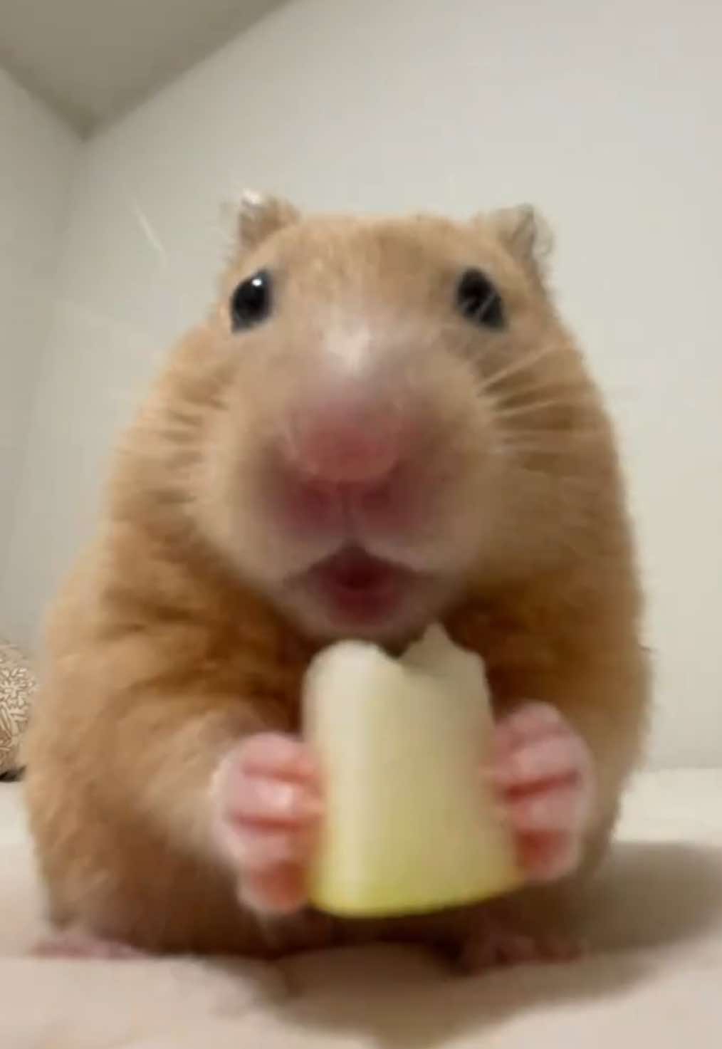 りんご🍎#キンクマ #ハムスター #햄스터 #hamster #asmr 