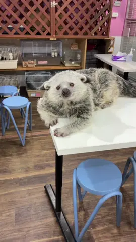 クンクンからのあくび #動物カフェ #アニマルカフェ #エキゾチックアニマル #ビントロング 
