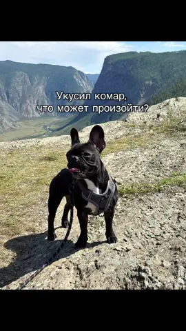 И такое бывает 🫣🫣🫣🫣#французскийбульдог #бульдог #аллергия #frenchbulldog #bulldog 