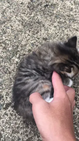 🐱 dahlah #kucing #gemoy #fyp #cute 