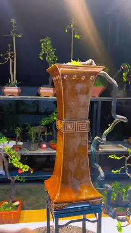 tác phẩm đỗ treo nghệ thuật  #bonsai #caycanh #caybonsai #bonsaiart 