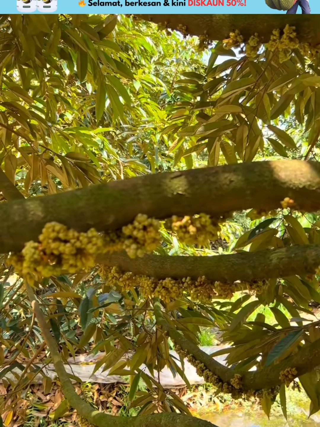 Durian Booster – Rahsia membangkitkan pokok durian lama, bunga lebat, buah jadi, hasil melimpah! 🌱🥭 Pesan sekarang untuk nikmati diskaun 50%! #viral #trending #hot #tiktok #ecofarming #boosterdurian #durian