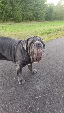She doesn’t howl, she performs🎤 #dog #bigdog #howling #singing #viral 