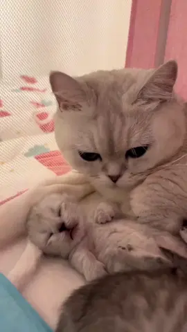 Cat mother and kitten love ❤️💕💕. #catlover #kitten #cutecat #baby 