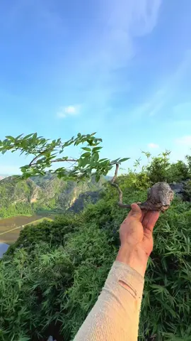 Mini xinh yêu #caycanh #bonsai #muoihong 