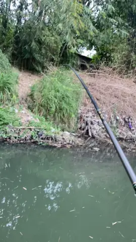 🐟🎣 #storymancing #ternomancing #fyp #4u #mancing #mancingkali 