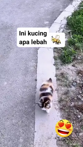 #video #lucu #ngakak #kocak #fyp #videolucu #viral #videoviral #ngakakkocak #videolucuviral #videongakak #unik #videounik #videolucuseru #hiburan #hewan #kucing #kucinglucu #kucinggemoy #kucingtiktok #cat #cats #catsoftiktok #animals #funny #funnyvideos #hiburantiktok #komedi #videotiktok #videoviraltiktok 
