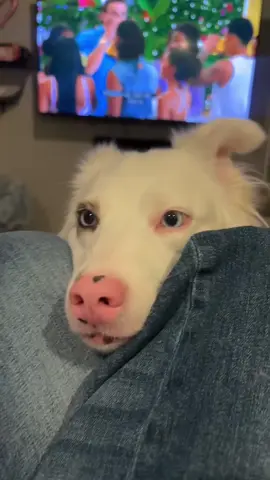 Dogs understand English #funnyvideos #funny #funnytiktok #fyp #fpyシ #dogsoftiktok #dog #baby 