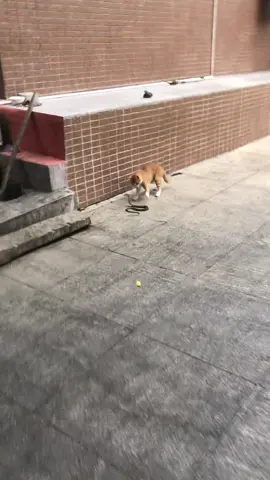 #cute #animals #funny 
