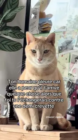 #cat #humour #chat #parents #pourtoi 