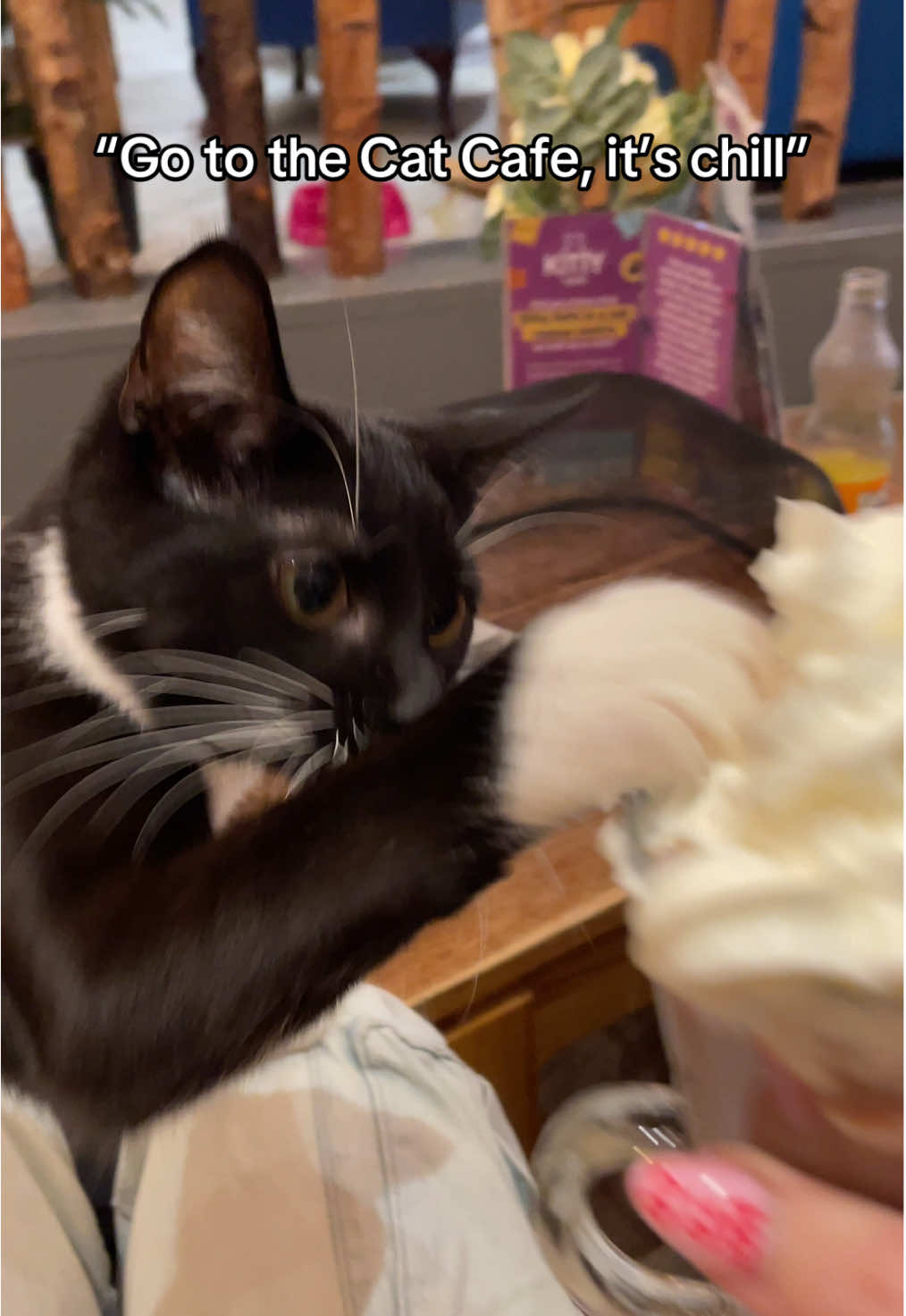 “Go to the cat cafe, it’s chill” they said 🫣 #catcafe 