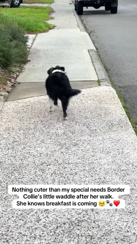POV: You’ve just waddled back from your morning walk and it’s finally breakfast time 🐶✨🍽️  #specialneedsdog #dogsoftiktok #bordercollie #cerebellarabiotrophy #bordercollies 