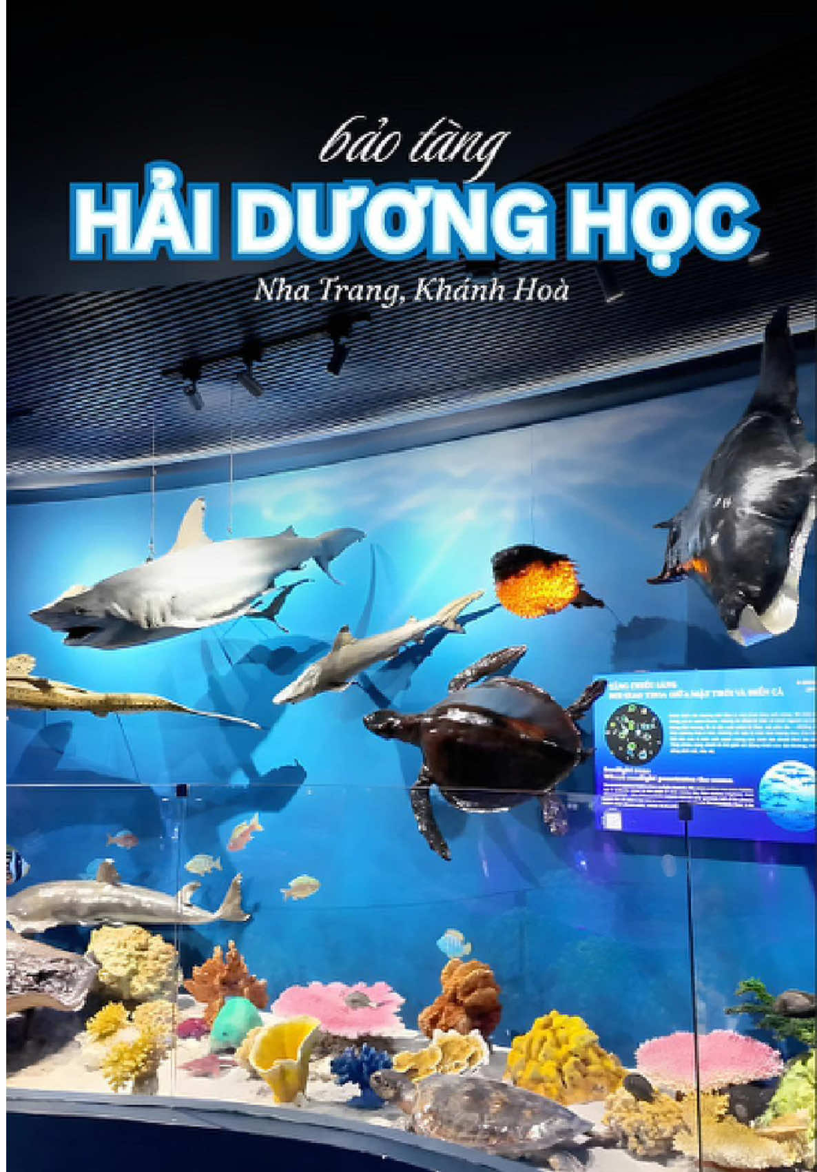 Bảo tàng Hải Dương Học vẫn còn đang mở cổng miễn phí cho khách tham quan nhé các mom!! -------------------------------------------- #nhatrang #baotanghaiduonghoc #dulichnhatrang #nhatrangreview #viral 