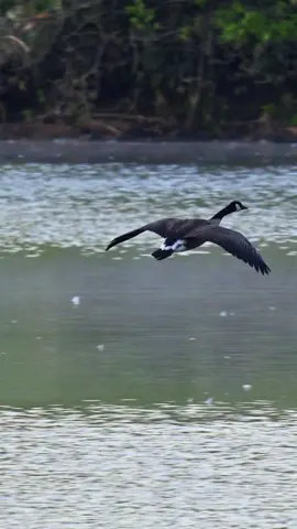Canada Goose landing #Canadagoose #goose 