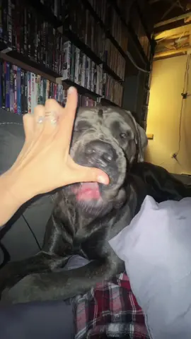I don’t know why he kept licking me 😂 #lovechallenge #canecorso 