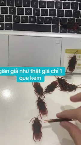 Đồ chơi con gián giả nhìn như thật không mùi #dochoitreem #congian #giangia #trend #2025