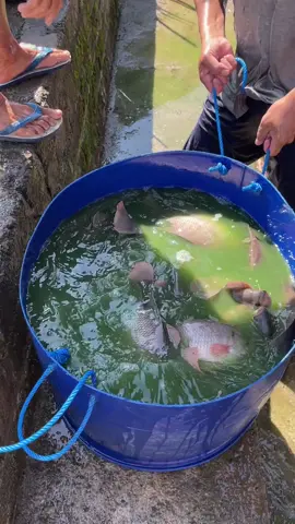Ready ikan gurame banyuwangi #gurame #guramebanyuwangi #ikangurame #fypage #ikangurami 