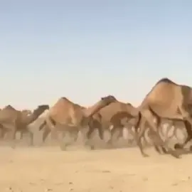 #البل #عطاياالله🐪 #طبع#هجيج  #المغاتير_الوضح_الشعل_الصفر 