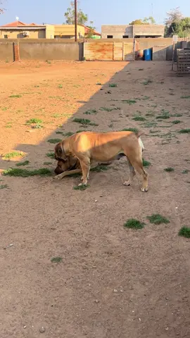 Future generations to come from this girl. Foundation female#fyp #showgunboerboels #dogsoftiktokviral #foundationfemale 