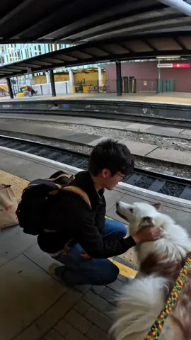 Interactions with my dog!!  #husky #viral #fyp #foryou #violasnow 