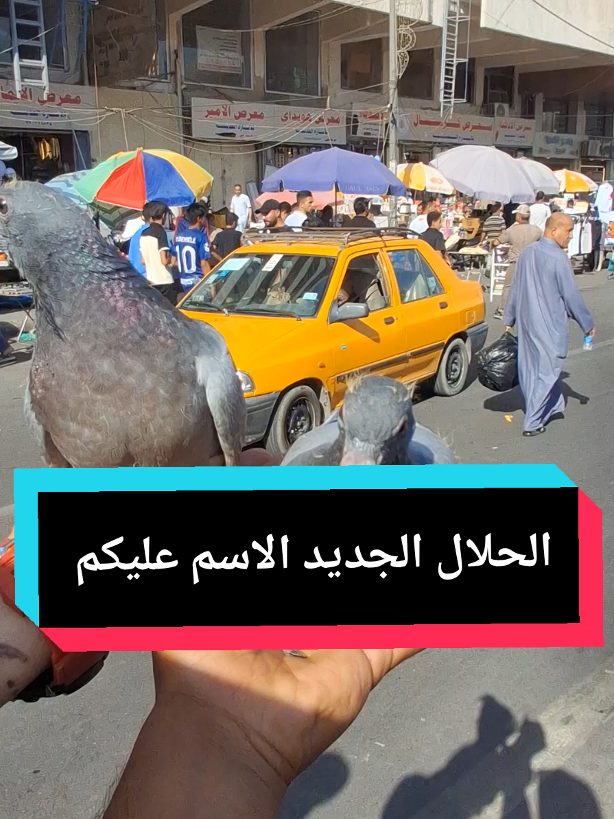صار تحدي مال ونسه اني واخوي وصاحبي@علي جليل 🧿👑 ان شاءالله اسوي اقوه من لابوبو وانتظرو التدريب مالته#رحيم_الدراجي_طيور_اليفه #اقوه_مدرب_طيور_اليفه #الشعب_الصيني_ماله_حل😂😂 #طيور_اليفه #الشعب_الصيني_ماله_حل😂😂 