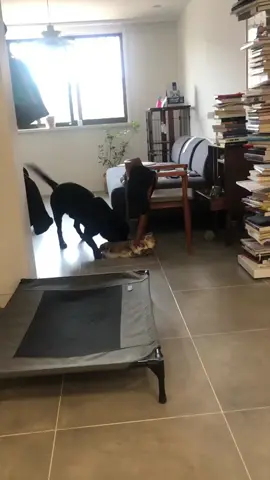 Daily life of cats and dogs #Foryou #cat #catsoftiktok #funny #tiktok #funnyvideos #funnycat #funnytiktok #usa🇺🇸 #dog 