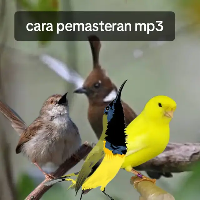 apapun materinya, bagaimanapun caranya intinya tetap konsisten, konsisten dalam waktu pemasteran maupun materi yang di putarkan. salam #sogonmaniaindonesia #kicaumania #masteranburung #fypシ゚ 