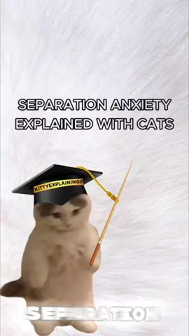 Kitty has Separation Anxiety!#cats#catsoftiktok#kittycats#ranking#kitties #separationanxiety12.7K #separation