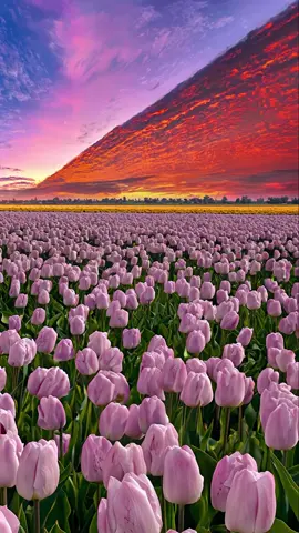 Sunset and tulips🌷,I like both of them✨ #sunset #fyp 