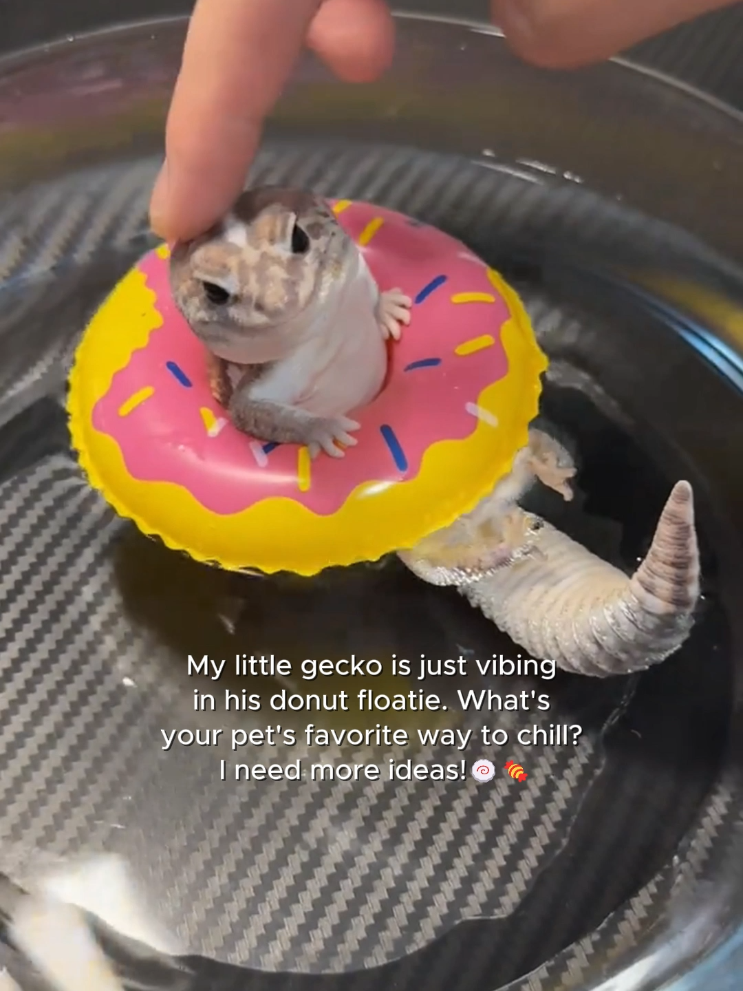 My little gecko is just vibing in his donut floatie#gecko#leopardgecko#reptile#cutepet#funnyanimals#PetsOfTikTok#petlover