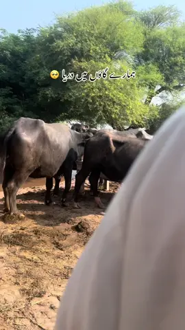 Flood😩#foryou #viral #fyp #shorts 