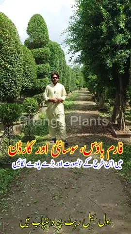 Best Plants For Farm House #pattoki #garden #flowers #gardening #plants 