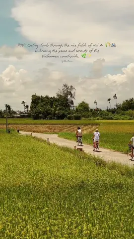 Đạp xe thong dong giữa cánh đồng lúa Hội An 🌾🚲