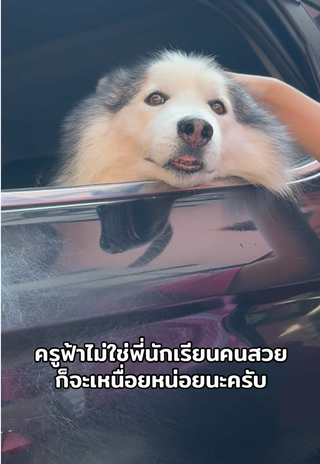 สู้ๆครับครูพี่ฟ้า😂#สวนสัตว์tiktok #สัตว์เลี้ยงtiktok #เจ้าหมาคาเฟ่ 