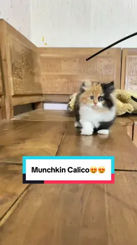 kaki pendek gemoy 3 warna 🥰 #munchkin #bubucathousejember #munchkincat #munchkinkitten #kucinglucu 