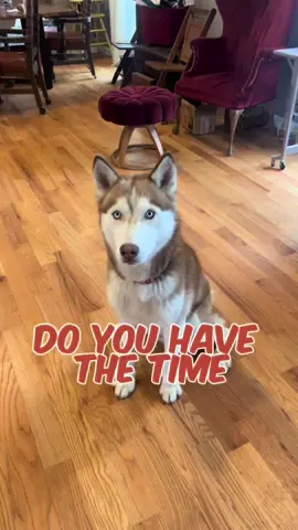 Do you have time to listen to me whine? #h#huskyh#huskylifeH#HuskyLovew#worldsokayestdogs