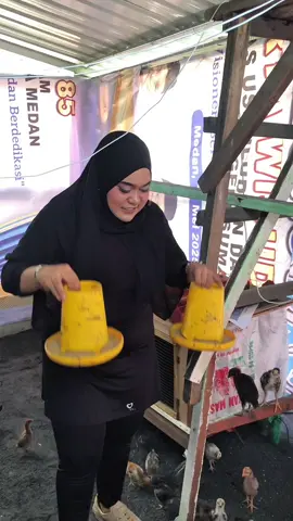 Jadwal ngasih makan ayam✨❤️ #ayam #ternakayam #ayamkampung #ternakayamkampung #ternakuang 