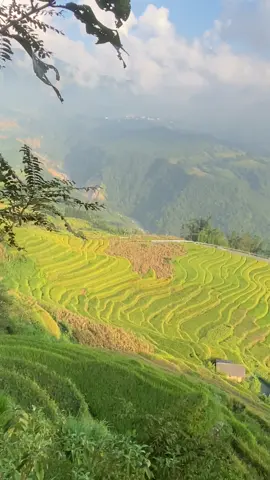mời em về bản anh 😉#xuhuongtiktok #mualuaqueem🌾🌾🌾 #chill 