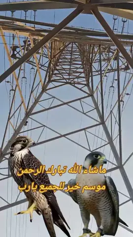 #سبحان_الله_وبحمده_سبحان_الله_العظيم #السعودية🇸🇦 #مقناص_الطيور #سوريا #حفرالباطن_الان لاله الا الله محمد رسول الله صلى الله عليه وسلم 
