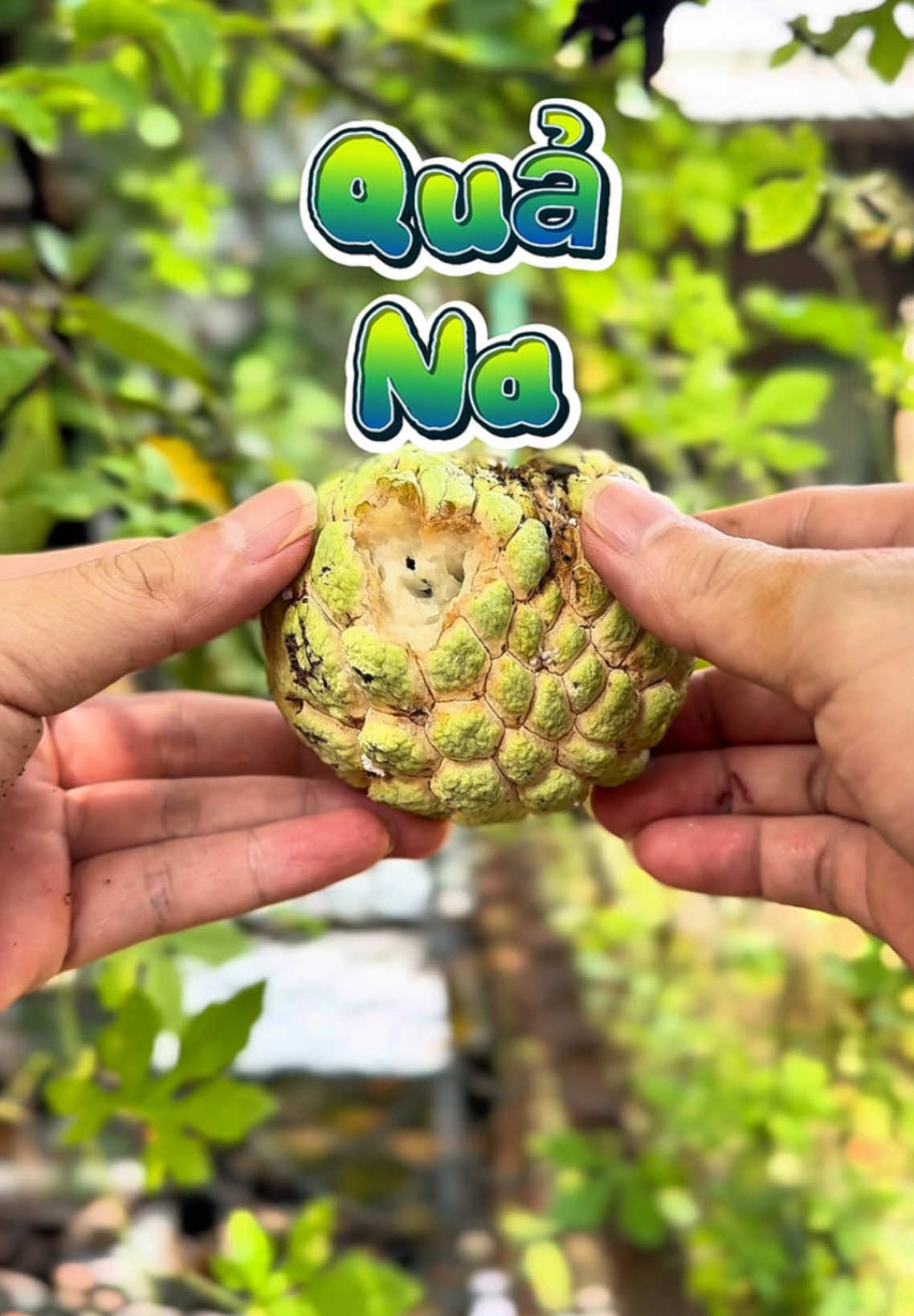 Quả na ăn cùng sốt cay tê dại x1 #sotchamcaytedai #caytedai #caytedaix1 