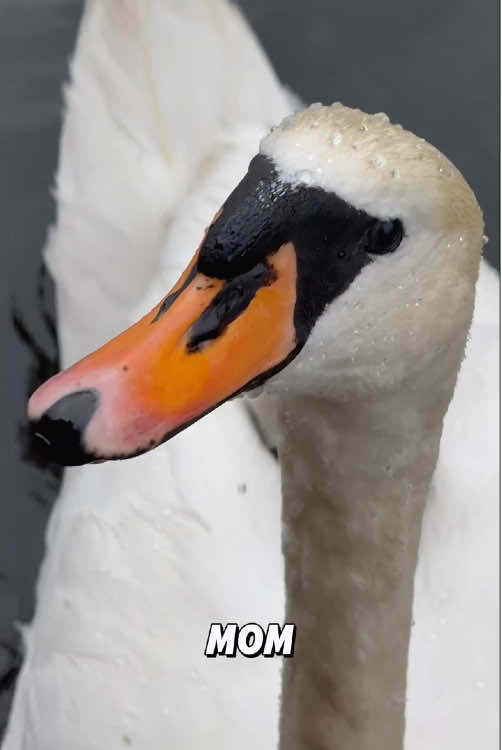 “The truth about swans.”#fyp #tiktok #foryou #animal #viral #swan 