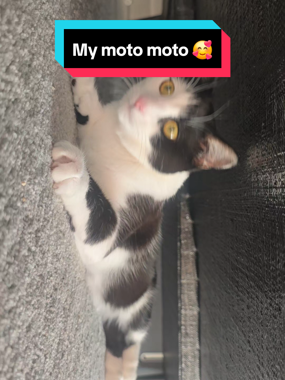 My little moto moto 🥰 #fatcats #catsoftiktok #meow 