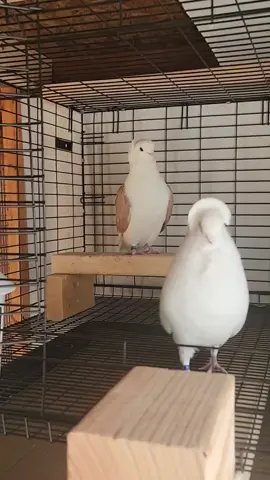 #حمام #زينه #همبروج #تشيكن