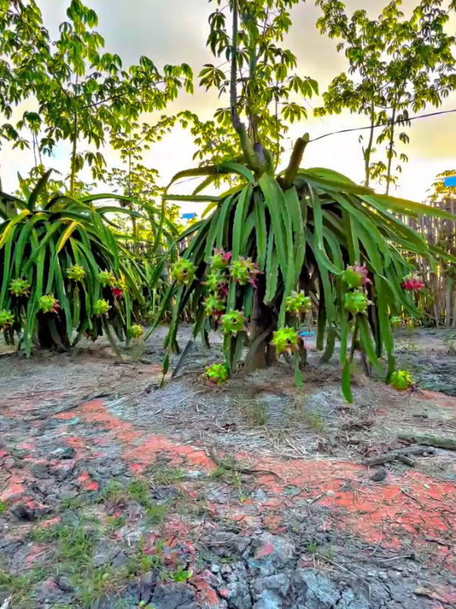 #petaniindonesia🇮🇩🇮🇩🇮🇩🌿🌿 #petanibuahnagabanyuwangi #petanimodern #storypetani #petani gendero ne gek dipasang @Lurah Alaspurwo @jalur lintas @Sloow 