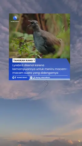 Burung lyrebird adalah burung yang sangat pandai meniru berbagai jenis suara, termasuk suara manusia dan hewan lain. Mereka dikenal sebagai peniru suara yang ulung, mampu menirukan suara alam seperti air mengalir, ranting patah, dan suara serangga, serta suara buatan manusia seperti gergaji mesin dan alarm mobil. Next bahas apalagi nih ruregengs? Punya ide konten, saran, atau kritik? Langsung aja kirim lewat:  https://saweria.co/ruangrehat Yuk kepoin kami di semua platform:  YouTube: Ruang Rehat  Instagram: @ruang_rehat.official  Facebook: Ruang Rehat  TikTok: @ruang_rehat.official  #fyp #infomenarik #infounik #tahukahkamu #serunyabelajar