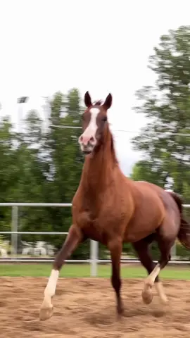 بسم الله ما شاء الله 🤎 #خيل #خيل_وخياله🐎 #خيل_عربي 